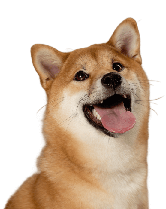 Perro feliz con expresión alegre y enérgica.